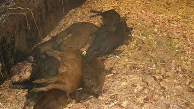 Exempleados de Dasy afirman que en la misma tolva se mezclaban animales enteros de saneamiento y productos de despiece para piensos
