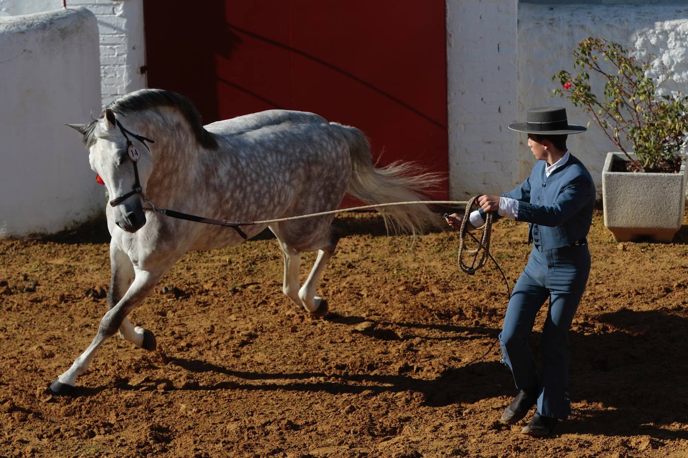 Caballos Hispano Arabes En Venta En Andalucía