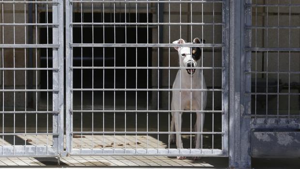 Imagen de archivo de un centro de control animal en Córdoba