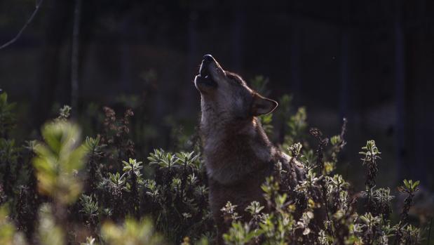 Un lobo ibérico en plena naturaleza