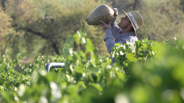 La vendimia se dejó notar en la bajada del paro el pasado verano