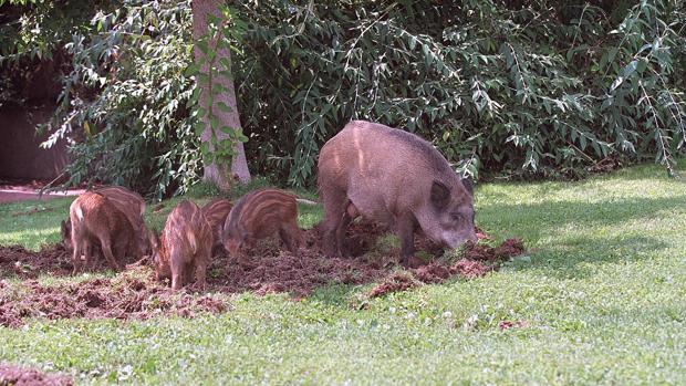 Una manada de jabalíes en una zona urbana