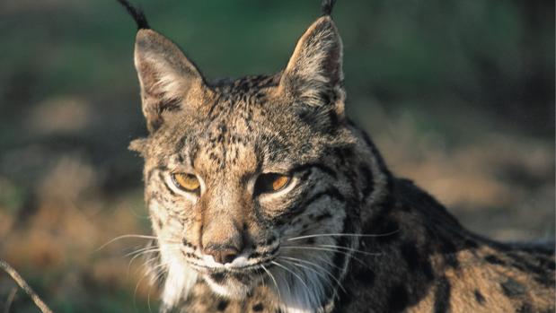 El último censo de linces señala 402 ejemplares en Andalucía, el 73,5% del total