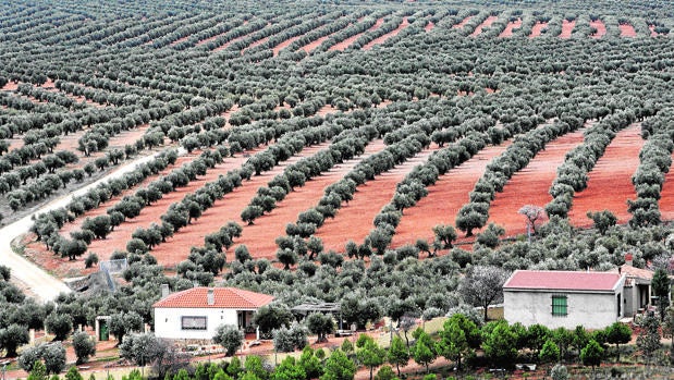Un paisaje de olivar en un municipio de la provincia de Córdoba