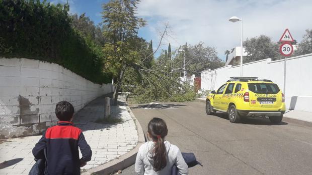 Árbol caído esta tarde en la calle Jurista Otbi, al lado de la valla del colegio Alzahir