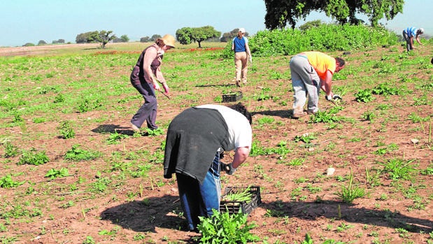 Recogida del espárrago en una finca dedicada a la agricultura ecológica
