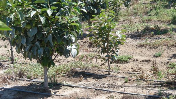 Un campo de kakis con un sistema de regadíos por goteo