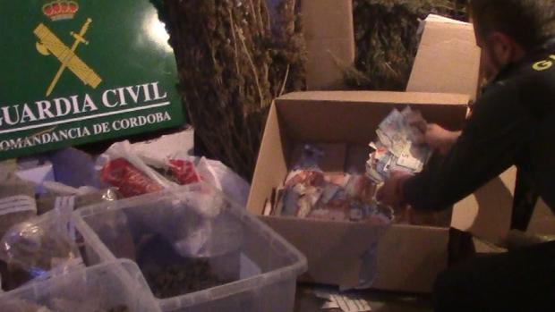 Así guardaban el dinero los narcos: en una caja de cartón entre plantas de marihuana