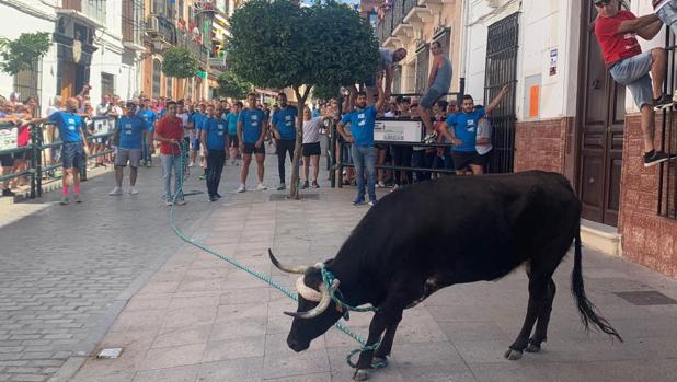 Uno de los toros que corrieron ayer en Carcabuey