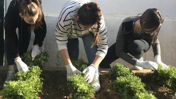 Alumnso en el ecohuerto del centro