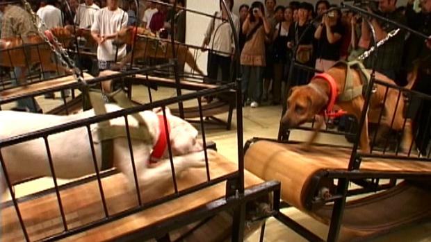 Obra «Los perros no pueden tocarse unos a otros», de Sun Yuan y Peng yu