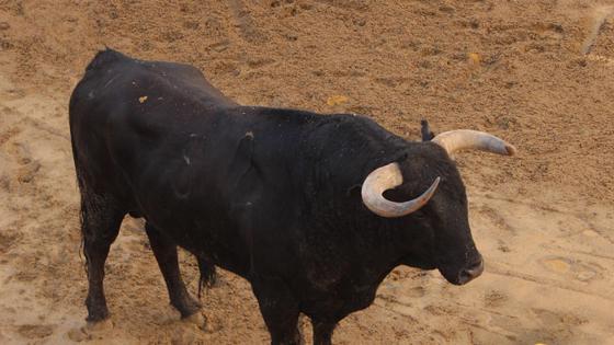 Segundo toro