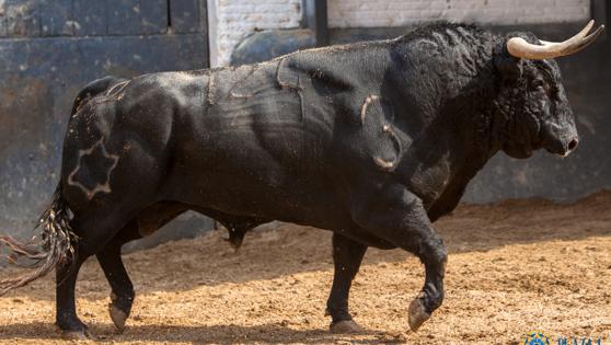 Cuarto toro