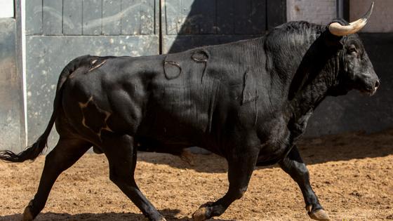 Primer toro