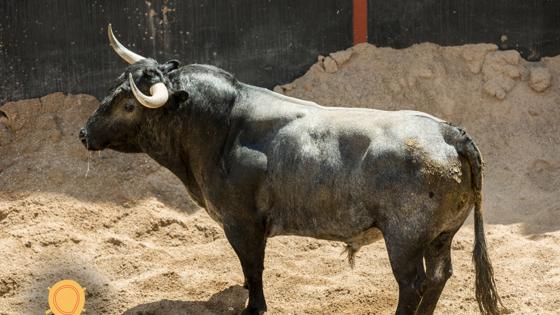 Primero toro