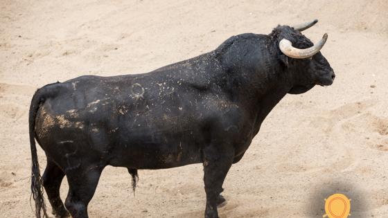 Segundo toro