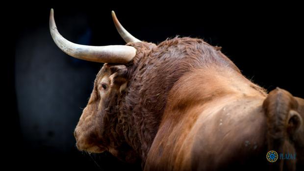 Toro para esta tarde