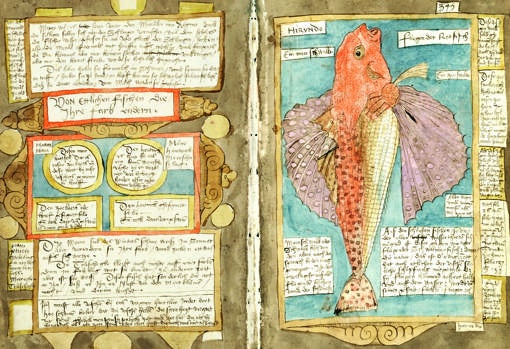 Pez volador de los mares tropicales