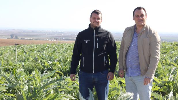 como es el cultivo de la alcachofa como es el cultivo de la alcachofa