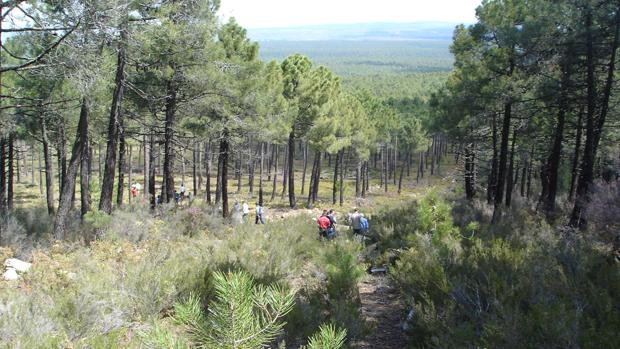 Cortafuego entre los pinos