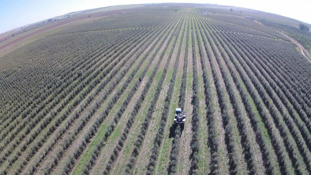 El olivar de la finca es ecológico y en seto
