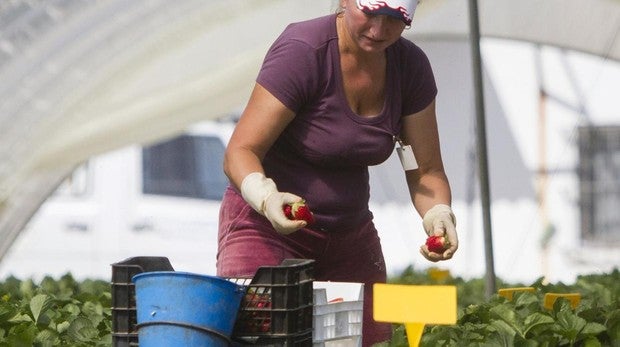 Una jornalera recoge fresas en una explotación agrícola de Palos de la Frontera (Huelva)