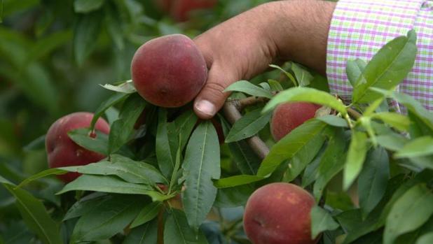 Los importes de la ayuda a los productores pueden superar los 14,3 millones de euros