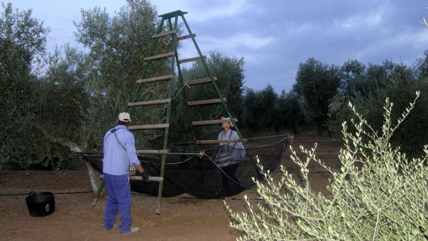 La cogida de la aceituna de mesa se reducirá al mes de septiembre en la provincia de Sevilla