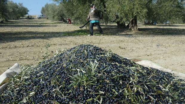 Recoleccón de aceituna negra en Córdoba