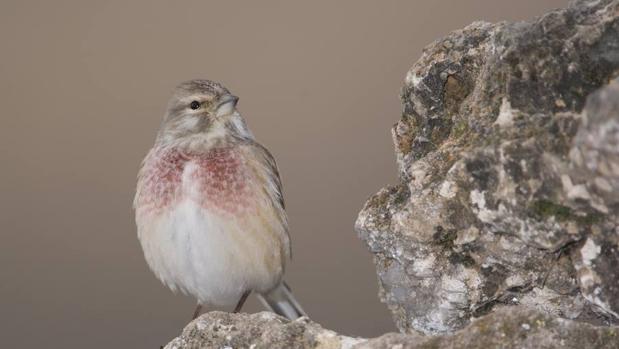 Existe una alternativa a la captura de aves cantoras silvestres: la cria en cautividad
