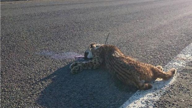 Lince ibérico: 128 ejemplares han muerto atropellados en la península desde 2002