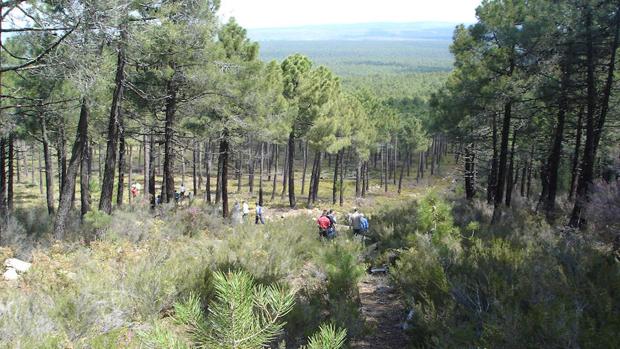 Preocupa una peligrosa plaga invasora detectada en la Red Natura 2000