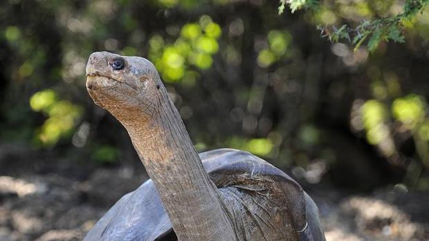 Nacen, después de un siglo, tortugas en Galápagos tras eliminar a las ratas