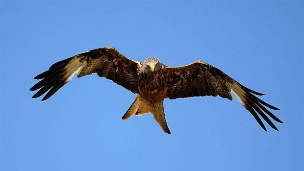 El milano real, al borde de la extinción en Andalucía