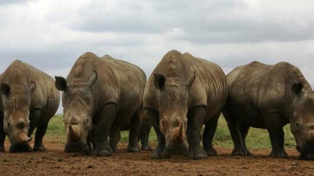 Condena de 37 años de cárcel para un furtivo que mató a un rinoceronte y su cría en el Parque Nacional Kruger en 2015