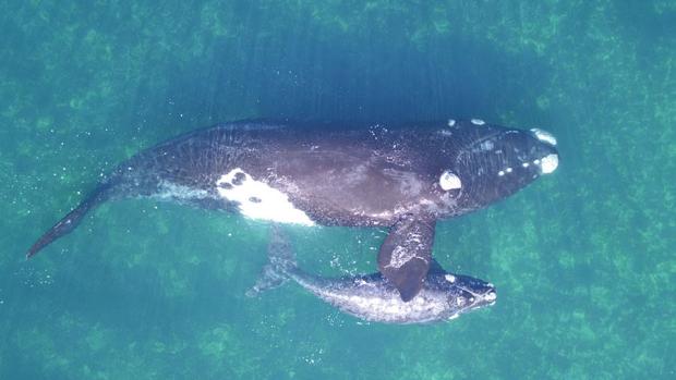 Un ejemplar de Ballena franca con su cría