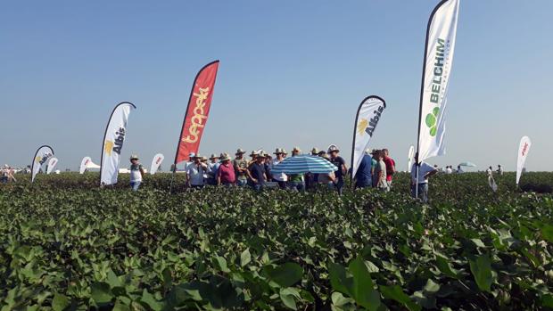 Las parcelas de las marismas de Lebrija han acogido por quinto año consecutivo Expo Algodón