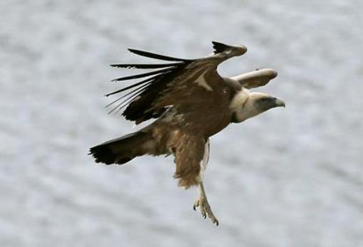 Águila en la Sierra Sur de Sevilla