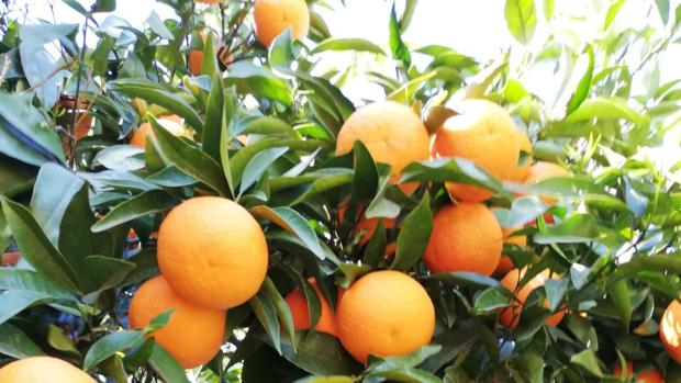 Lora del Río dedica más de 3.000 hectareas a la producción de naranjas