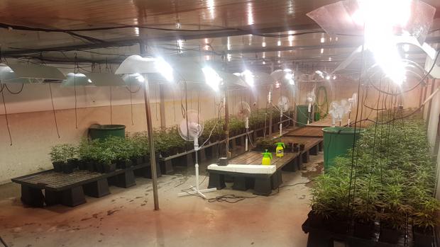 Interior de la nave donde cultivaban la marihuana