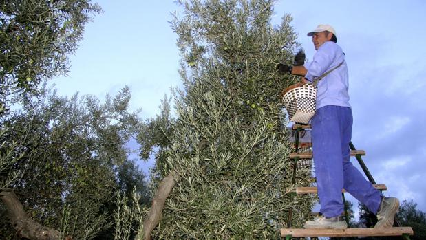 El municipio de Herrera lleva tres años sin que se produzcan robos en el campo en la época del verdeo