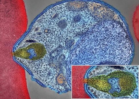 Imagen por microscopía electrónica de un merozoito unido a la membrana de un eritrocito