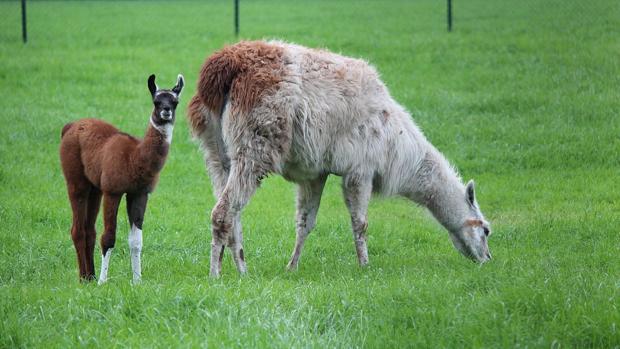 La llama tiene una singularidad genética