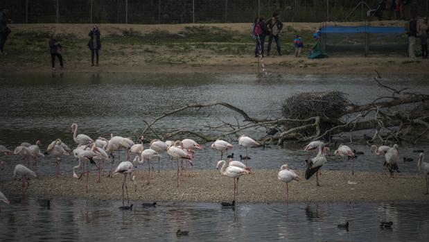La Reserva Natural Concertada Cañada de los Pájaros, en La Puebla del Río