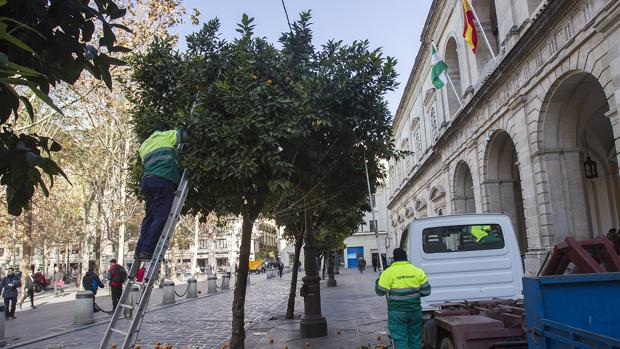 Trabajos de recogida de naranjas