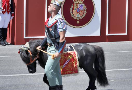 La mascota del grupo de caballería de la legión que ha desfilado este sábado