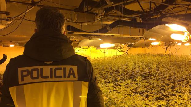 Un policía observa los cultivos de marihuana
