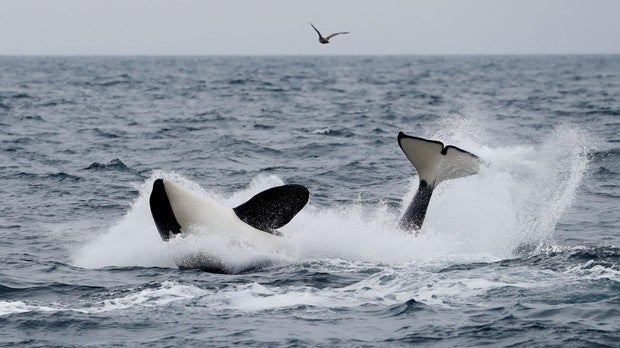 Una ballena cerca de Rausu, Hokkaido, Japón
