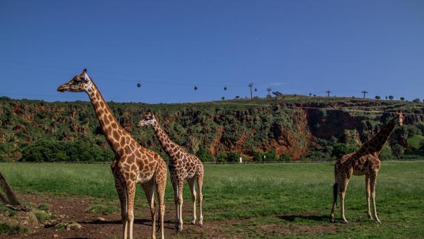 Uno de los sitios que visitar este agosto: el Parque Natural de Cabárceno